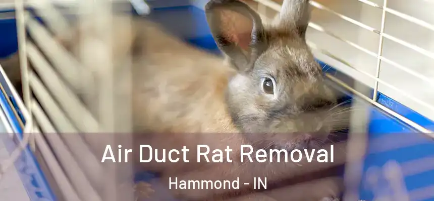 Air Duct Rat Removal Hammond - IN